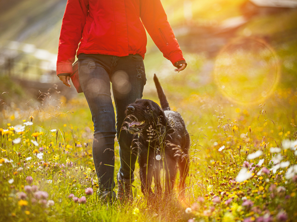 Girl walking with her dog on meadow