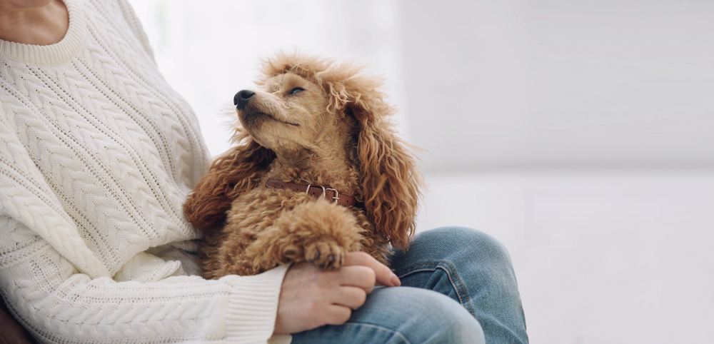 dog looking lovingly at owner